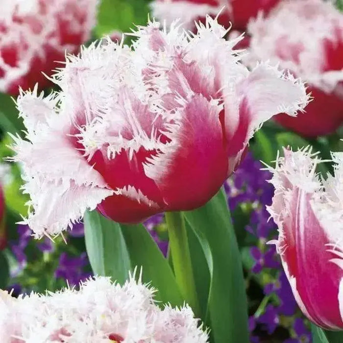 Queensland Tulip (Bulbs 12/+cm,) fringed - Caribbean garden seed