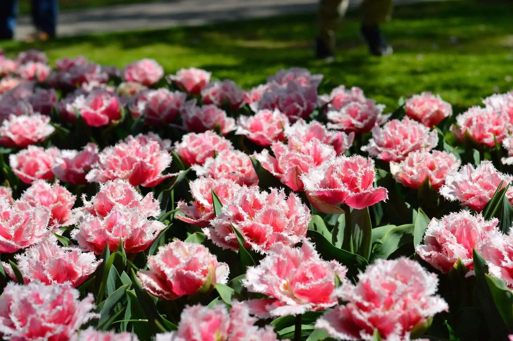 Queensland Tulip (Bulbs 12/+cm,) fringed - Caribbeangardenseed