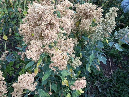 Quinoa Plant Seeds- 'Mint Vanilla-Certified Organic Seed! vegetable - Caribbeangardenseed