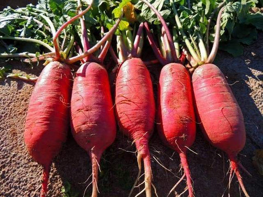 Radish Sprouts/Microgreen - PURPLE STEM - specifically used for sprouting.Grow Year round, Ready in 10 days - Caribbeangardenseed