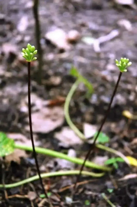 Ramp seeds ,Wild Leek Seeds (Allium tricoccum) best tasting  onion - Caribbean garden seed
