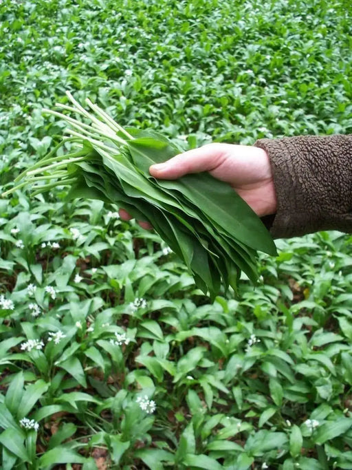 Ramp,Wild Leek Seeds (Allium tricoccum)   Perennial, - Caribbean garden seed