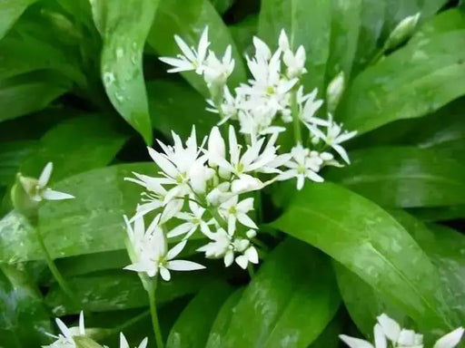 Ramp,Wild Leek Seeds (Allium tricoccum)   Perennial, - Caribbean garden seed