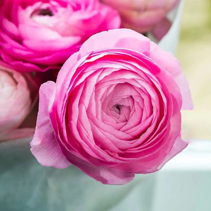 Ranunculus Asiaticus, Pink ( Bulbs) Persian Buttercup - Caribbeangardenseed