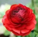 Ranunculus Asiaticus, Red ( Bulbs) Persian Buttercup - Caribbean garden seed