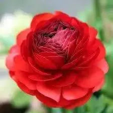 Ranunculus Asiaticus, Red ( Bulbs) Persian Buttercup - Caribbeangardenseed