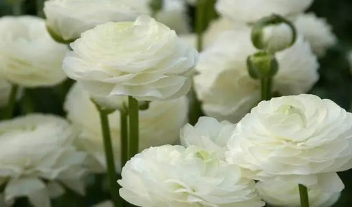 Ranunculus Asiaticus, White ( Bulbs) Persian Buttercup - Caribbeangardenseed