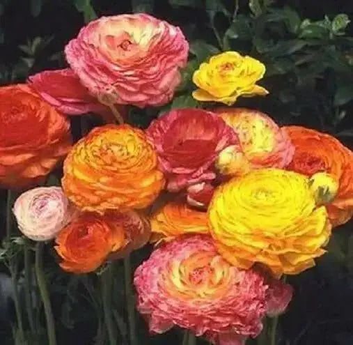 Ranunculus-Mache Bicolor (PEL Seeds) Persian Buttercups - Caribbean garden seed