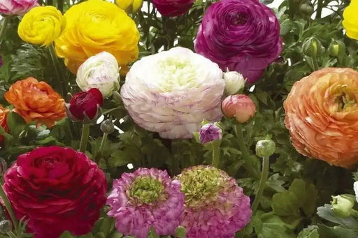 Ranunculus-Mache Bicolor (PEL Seeds) Persian Buttercups - Caribbean garden seed