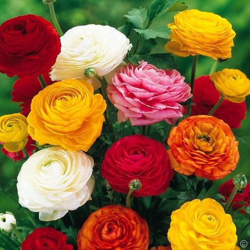 Ranunculus Magic Mix Seeds. Also known as Persian Buttercup beautiful colorful annuals.