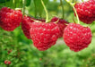 Raspberries RED Raspberry Seeds , Fruit ,Sweet Bright Red Berries! A Heavy Producer Year after Year!.Perennial - Caribbeangardenseed