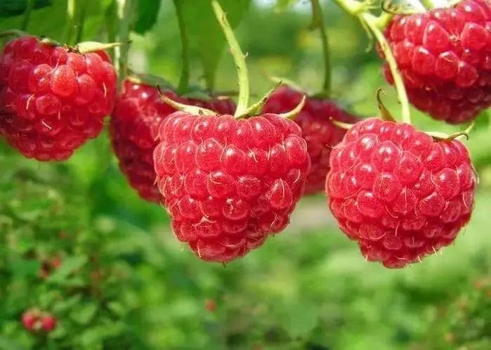 Raspberries RED Raspberry Seeds , Fruit ,Sweet Bright Red Berries! A Heavy Producer Year after Year!.Perennial - Caribbeangardenseed