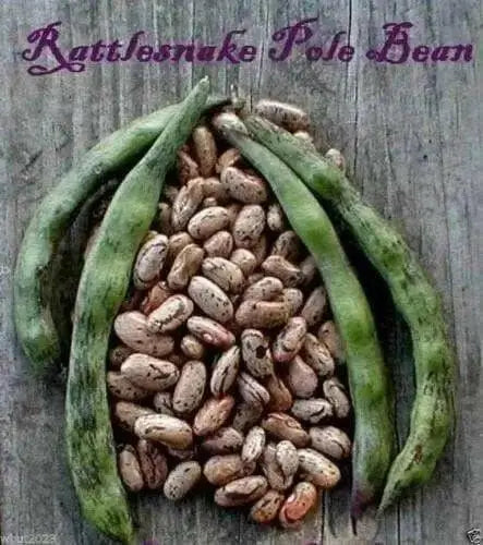 Rattlesnake SNAP POLE BEAN,(Phaseolus vulgaris) aka Preacher Bean 200 Seeds - Caribbean garden seed