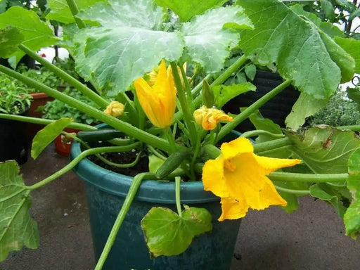 Raven Dark Green Zucchini SEEDS - Summer Squash, ! - Caribbean garden seed