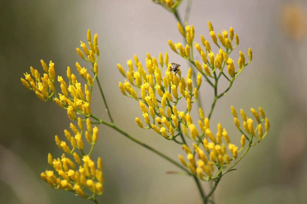 Rayless Goldenrod Seeds, BIGELOWIA nuttallii Nuttall's , Jimmyweed ,Perennial Flowers - Caribbeangardenseed