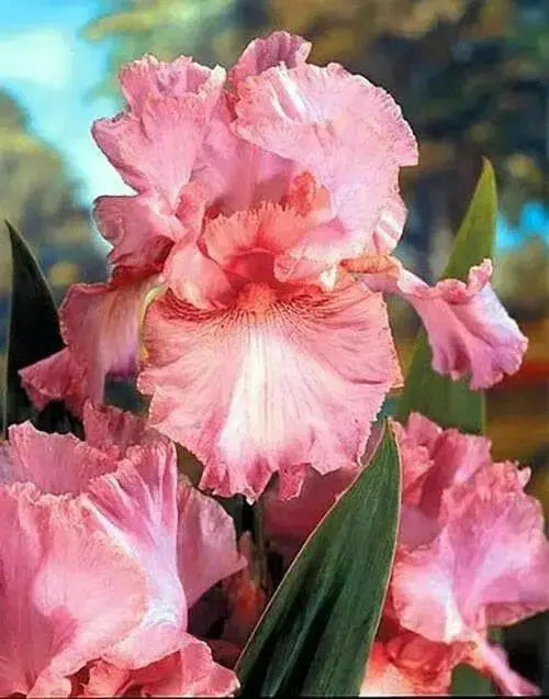 Reblooming Bearded Iris (Iris LITTLE  pink ), Perennial Bareroot Plant - Caribbean garden seed