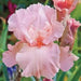 Reblooming Bearded Iris (Iris pink attraction), Perennial Bareroot Plant - Caribbean garden seed