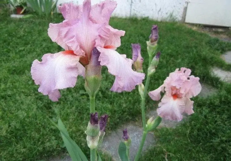 Reblooming Bearded Iris (Iris pink attraction), Perennial Bareroot Plant - Caribbeangardenseed