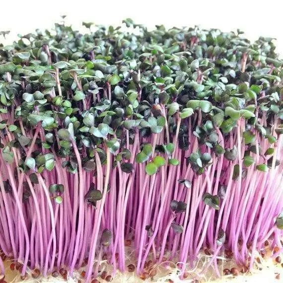 Red Acre Cabbage Seeds ,Brassica oleracea, grown as microgreens  baby leaf or full maturity  . - Caribbean garden seed