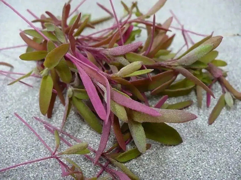 Red Aztec Spinach/Huauzontle -(C. berlandieri) Can be harvest as a micro-green,  leafy Greens, or grown for grains. - Caribbean garden seed