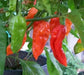 Red Bhut Jolokia - aka Naga Jolokia, Verry Hot, Capsicum chinense - Caribbeangardenseed