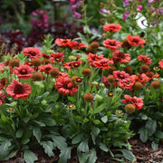 Red Blanket Flower Seeds - Gaillardia Sundance (Perennial) - Caribbean garden seed