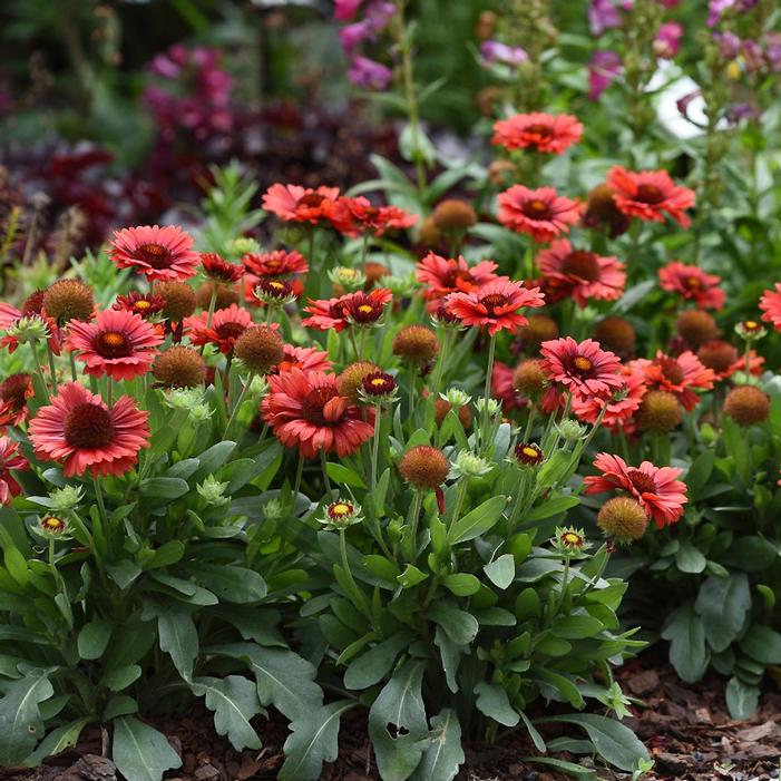 Red Blanket Flower Seeds - Gaillardia Sundance (Perennial) - Caribbean garden seed