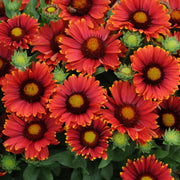 Red Blanket Flower Seeds - Gaillardia Sundance (Perennial) - Caribbean garden seed