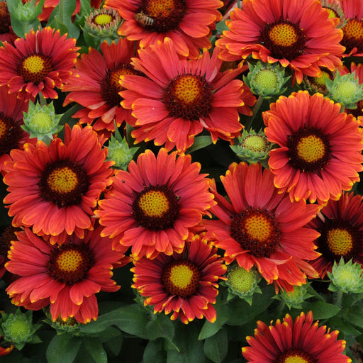 Red Blanket Flower Seeds - Gaillardia Sundance (Perennial) - Caribbean garden seed