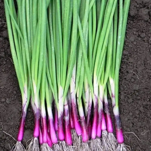 Red BUNCHING Onion Seeds ,Asian Vegetable - Caribbeangardenseed