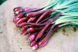 Red BUNCHING Onion Seeds ,Asian Vegetable - Caribbean garden seed