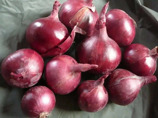 Red Burgundy Onion SEED, ANNUAN VEGETABLE - Caribbean garden seed