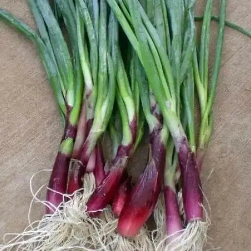 Red Candy Apple Onion Plants-Asian Vegetable,short- and long-day - Caribbean garden seed