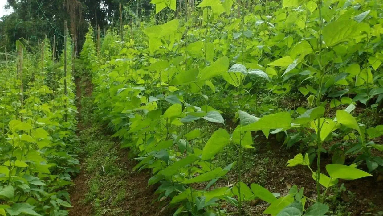 Red Cargamanto bean Aka frijol cargamanto rojo - Columbian Heirloom. - Caribbeangardenseed