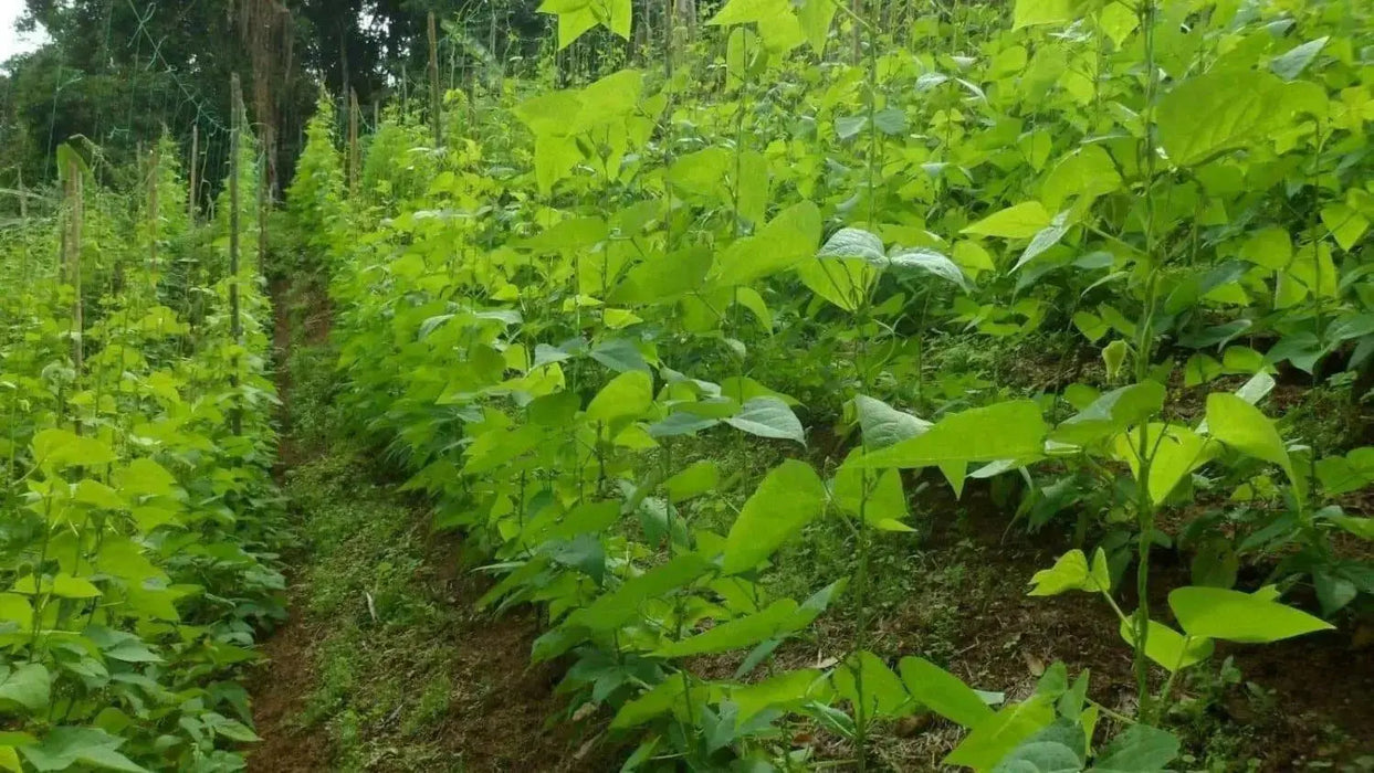 Red Cargamanto bean Aka frijol cargamanto rojo - Columbian Heirloom. - Caribbean garden seed