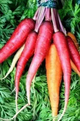 Red Carrot Seeds, Atomic Red ,ORGANIC HEIRLOOM VEGETABLE - Caribbean garden seed