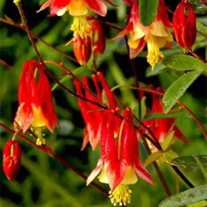 Red Columbine Flowers Seeds -,Aquilegia canadensis- great perennial - Caribbeangardenseed