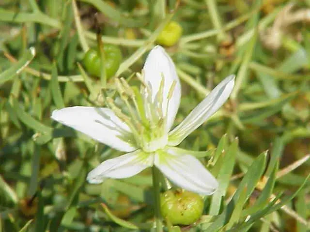 malacocarpus crithmifolius,creeping dwarf shrub - Caribbeangardenseed