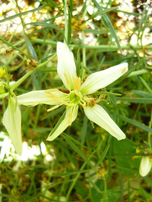 malacocarpus crithmifolius,creeping dwarf shrub - Caribbeangardenseed