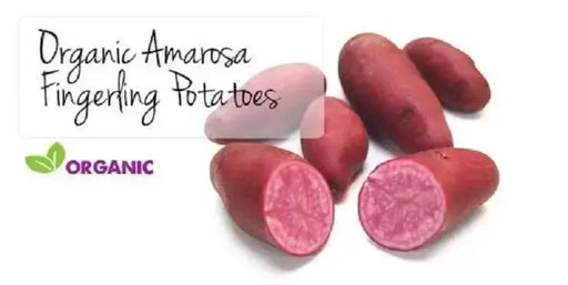 Red FINGERLING POTATO. Specialty Potato,AmaRosa - Caribbean garden seed