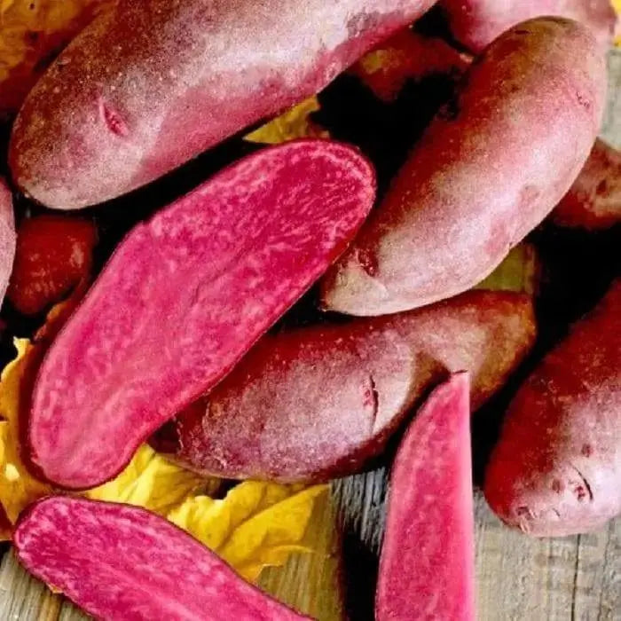 Red FINGERLING POTATO. Specialty Potato, - Caribbeangardenseed