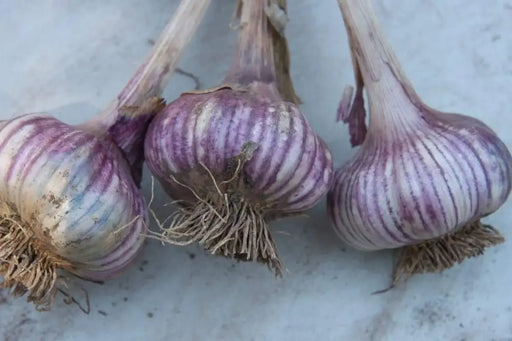 Russian Red garlic bulbs, (Hard-neck garlic ) - Caribbeangardenseed