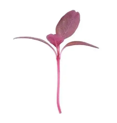 Red Garnet Seeds,Microgreens/Baby Leaf, Grow Year round,10 days Microgreens,Salad greens - Caribbeangardenseed