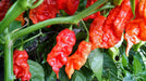 Red Ghost PEPPER SEEDS ,Verry Hot, Capsicum chinense - Caribbeangardenseed