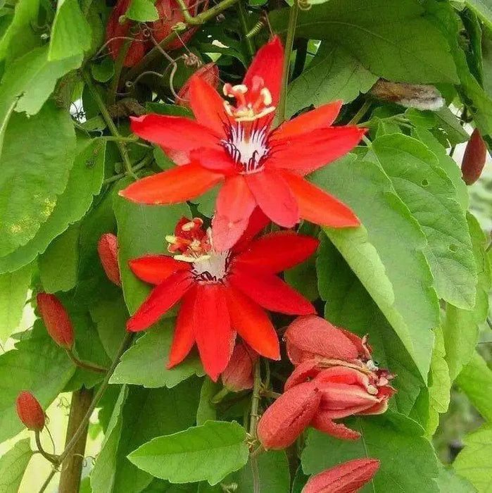 RED GRANADILLA Passiflora coccinea, Tropical Vine - Caribbean garden seed