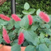 Red Hot Cattails ( chenille plant)  Starter Plant, TROPICAL PERENNIAL - Caribbean garden seed