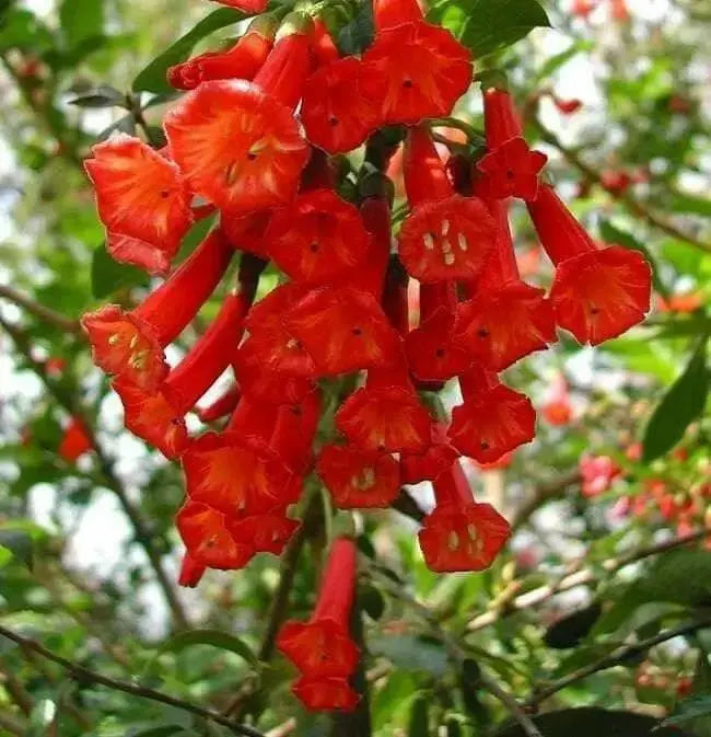 Red Iochroma Flowers seed, Iochroma fuchsioides, Tropical Vine, Groundcover - Caribbean garden seed
