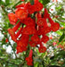 Red Iochroma Flowers seed, Iochroma fuchsioides, Tropical Vine, Groundcover - Caribbean garden seed