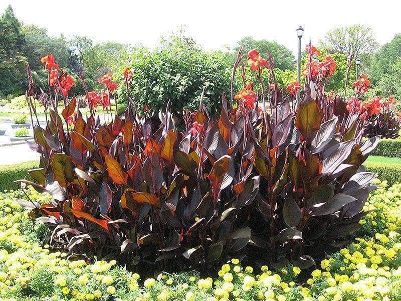 Red King Humbert Canna Rhizome - (Bag Of 3,Bronze ) 2/3 eyes - Caribbeangardenseed