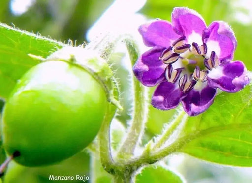 Red Manzano, Pepper Seeds ,Apple Chili(Capsicum pubescens) - Caribbeangardenseed